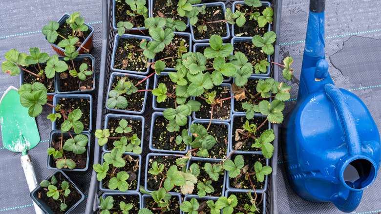 Trays of strawberry seedlings are ready to be planted.