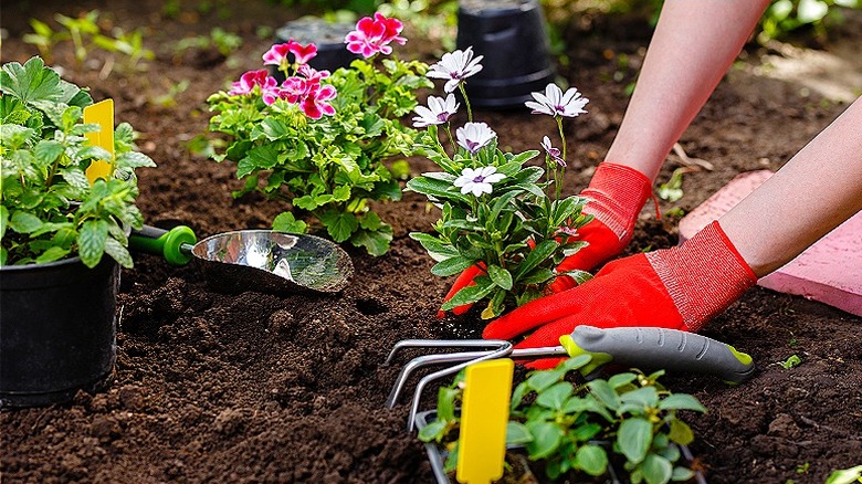 Person planting with nursery plants