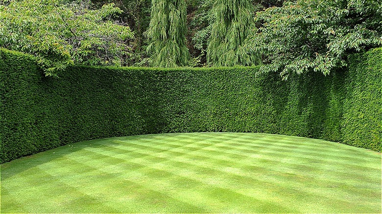 Lawn with checkerboard pattern