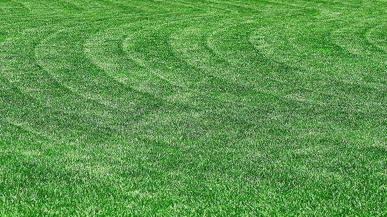 Lawn with curved stripes