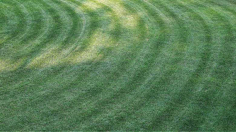 Lawn with striped circle pattern