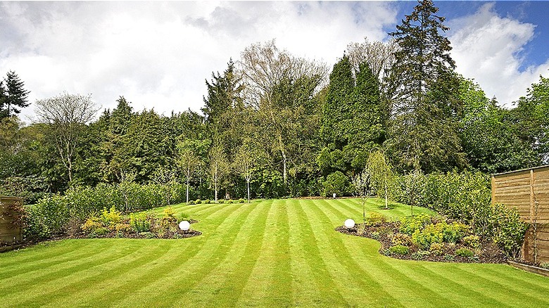 Striped lawn with trees background