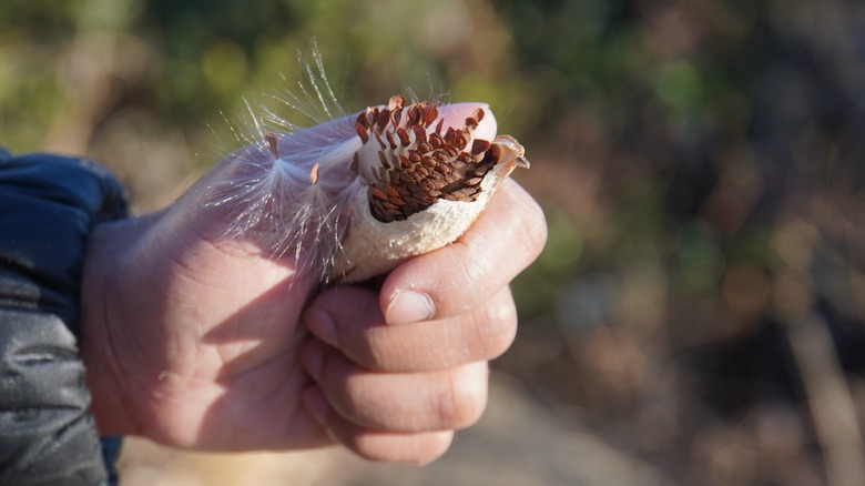 holding a dry milkweed seedpod