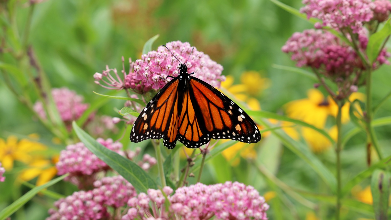 How To Get Free Milkweed Seeds For A Stunning Butterfly Garden