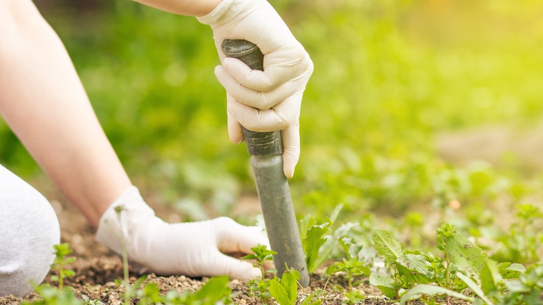 hand removing peppervine weeds