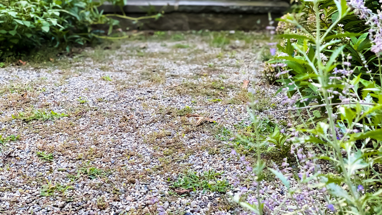 Weed sprout on gravel in a garden