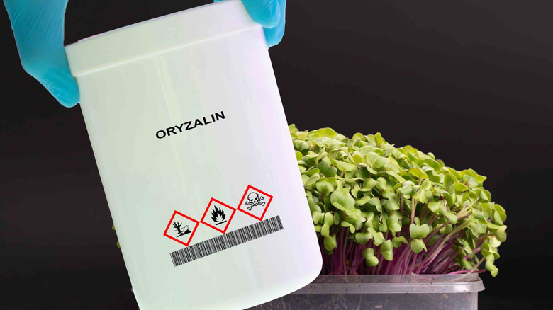 A gloved hand holds a pre-emergent called ORYZALIN in a white container