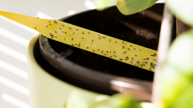 Fly paper on houseplant