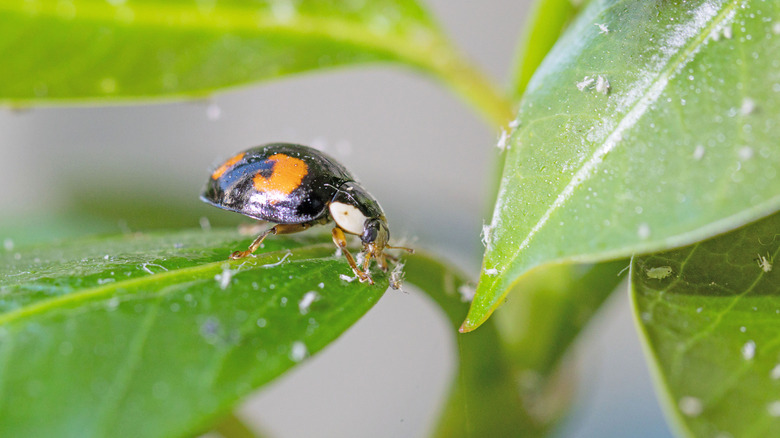 Ladybug eating aphids off plant