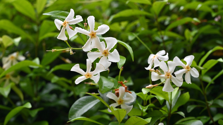 Closeup of Asiatic jasmine's star shaped flowers