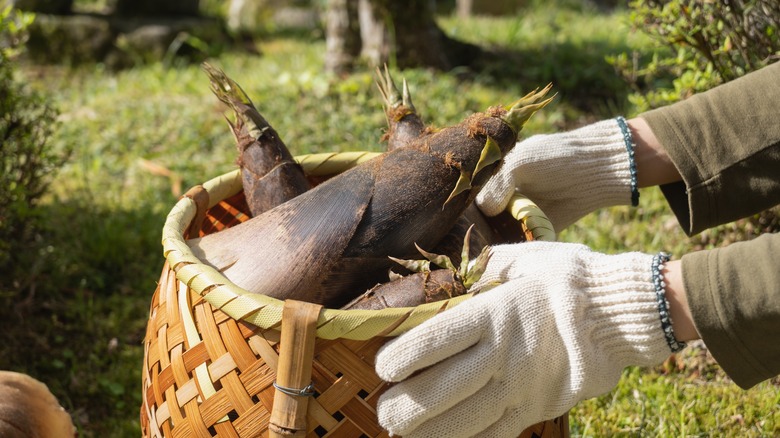 dug-out bamboo shoots