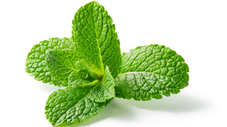 peppermint leaves on white background