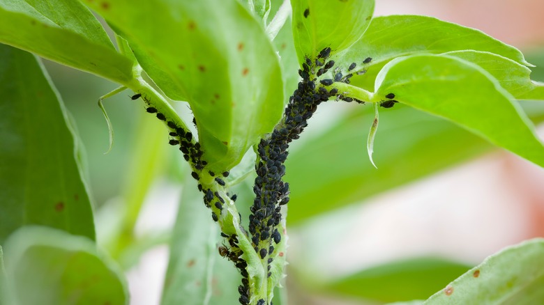 How to get rid of bugs from houseplant soil naturally