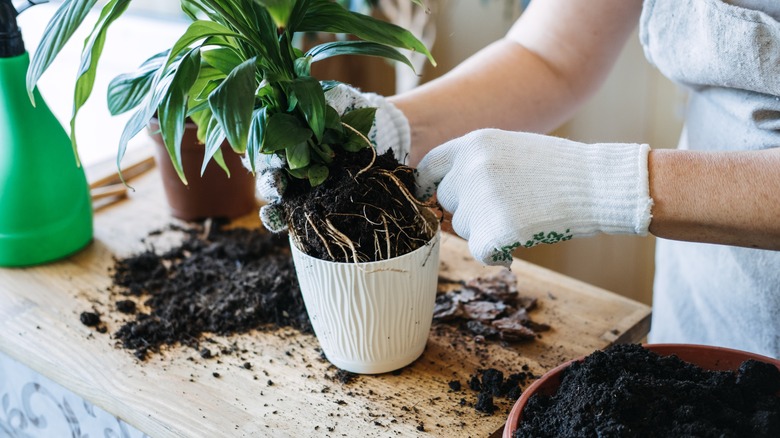 person repotting plant