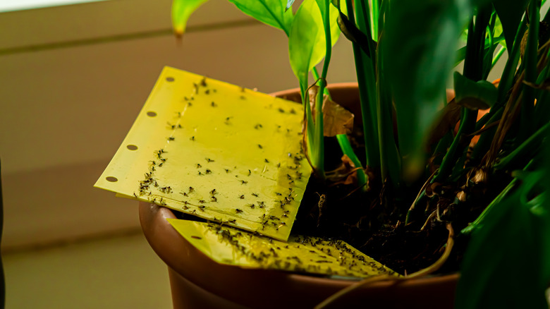 bugs caught on sticky trap