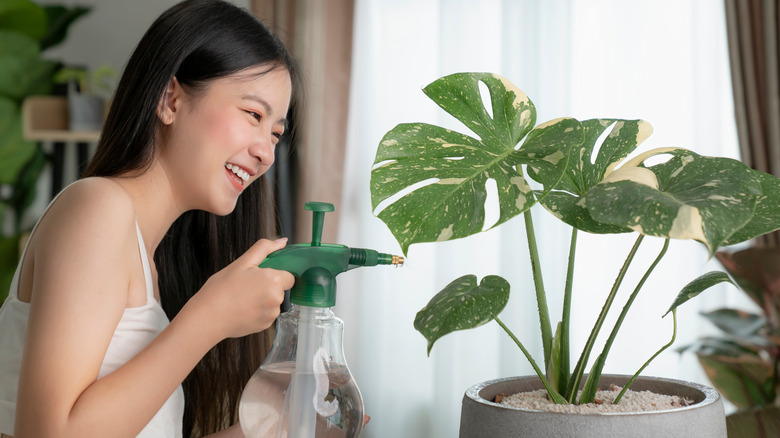 woman spraying monstera plant water