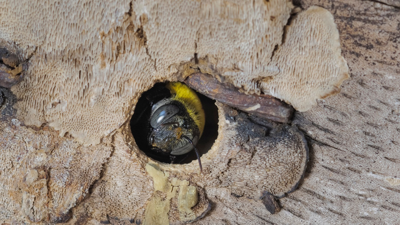 carpenter bee in nest