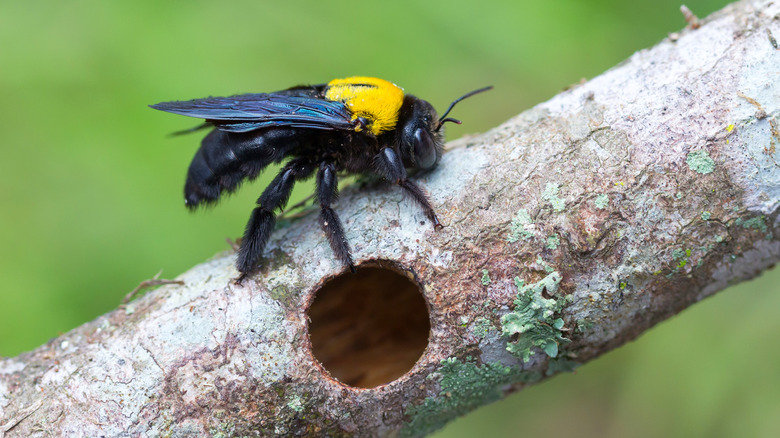 carpenter bee near hole for nest