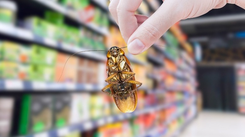 Hand holding a cockroach