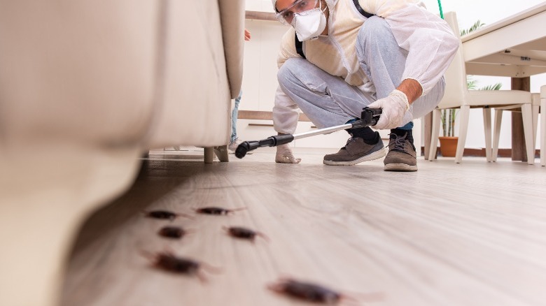 Cockroaches under a sofa