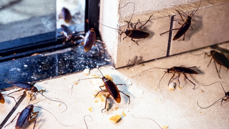 Cockroaches coming through a window