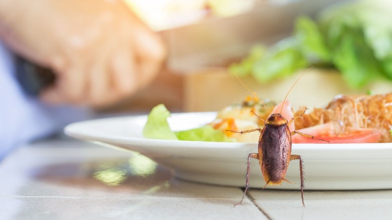 Cockroach on plate of food