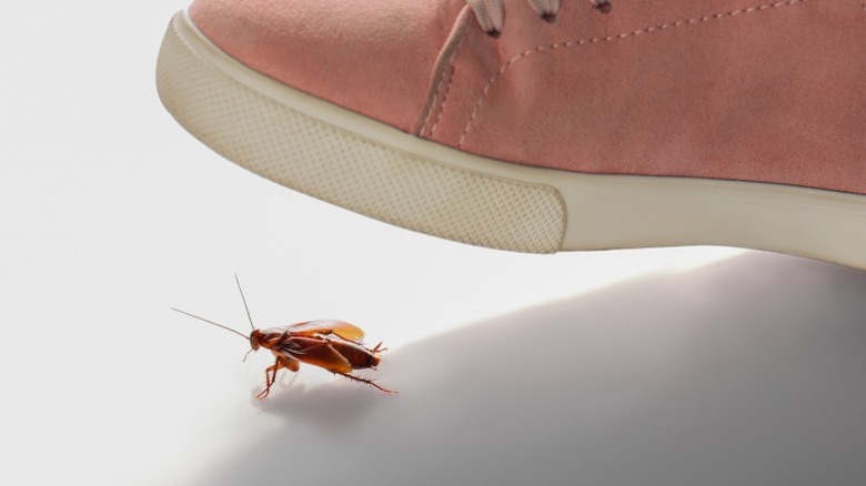 Cockroach under a shoe