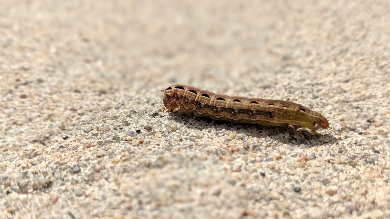 cutworm on pavement