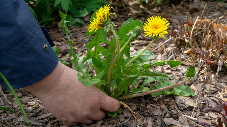 Person hand pulling dandelions