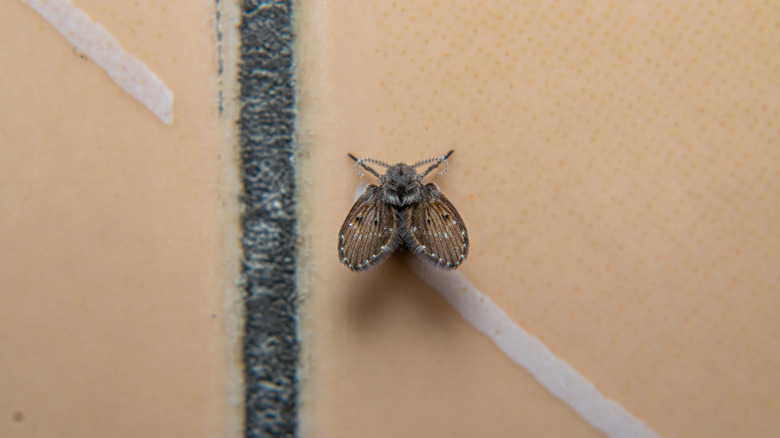 An adult drain fly sitting on a counter