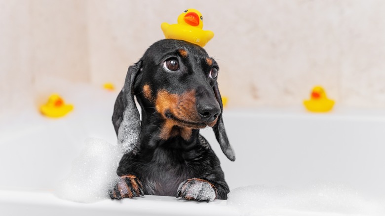 dachshund in the bathtub