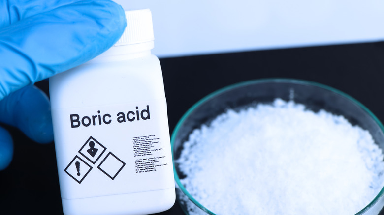 Gloved hand holding a bottle of boric acid