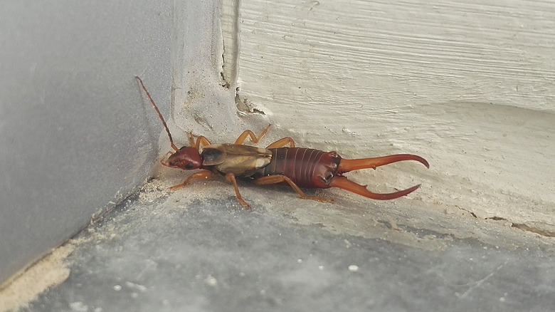 Close-up of earwig along home's foundation