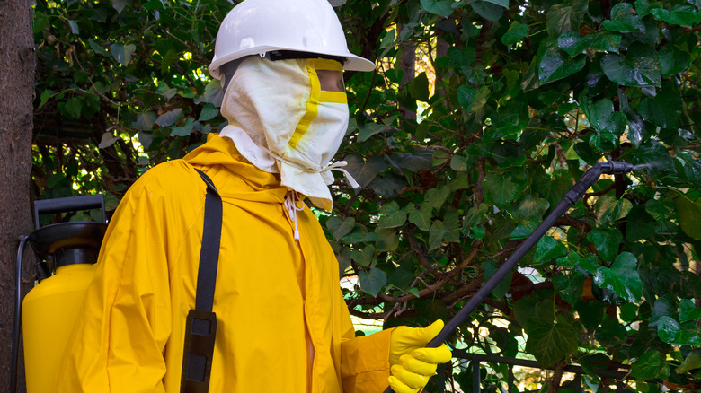 Person spraying herbicide on ivy