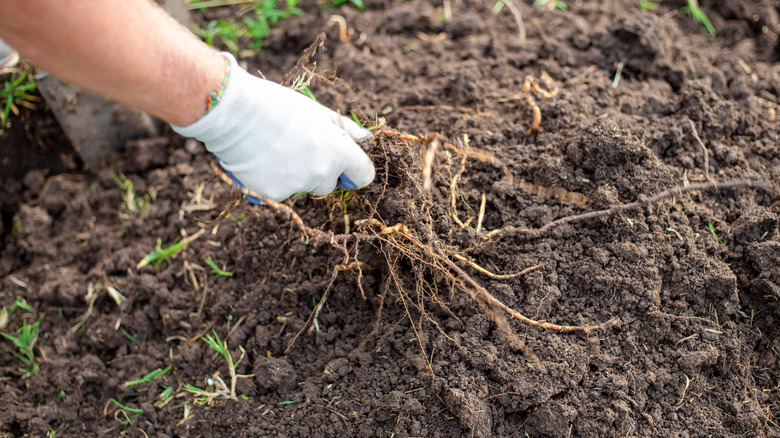 gardener removing roots from soil