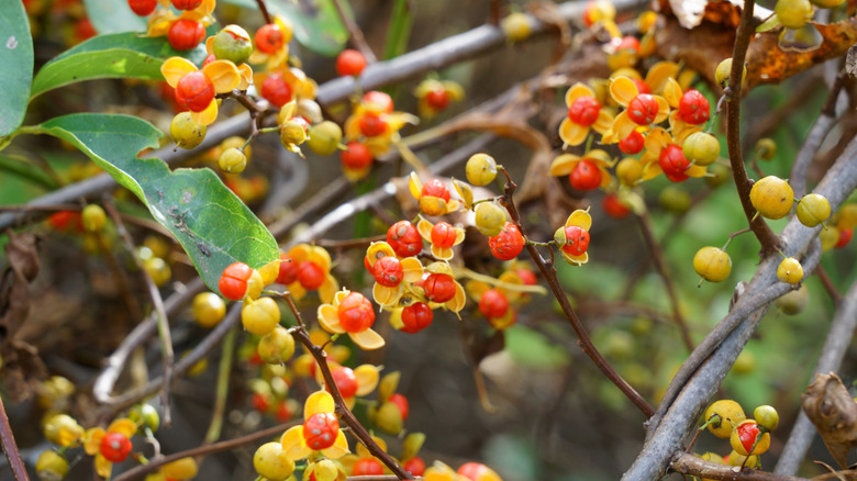 After the red berries appear in autumn, this is a good time to cut back bittersweet.