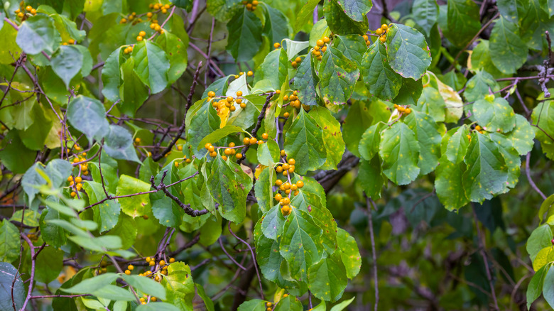 Oriental bittersweet has fast-growing vines that develop red berries covered with a yellow calyx in autumn.