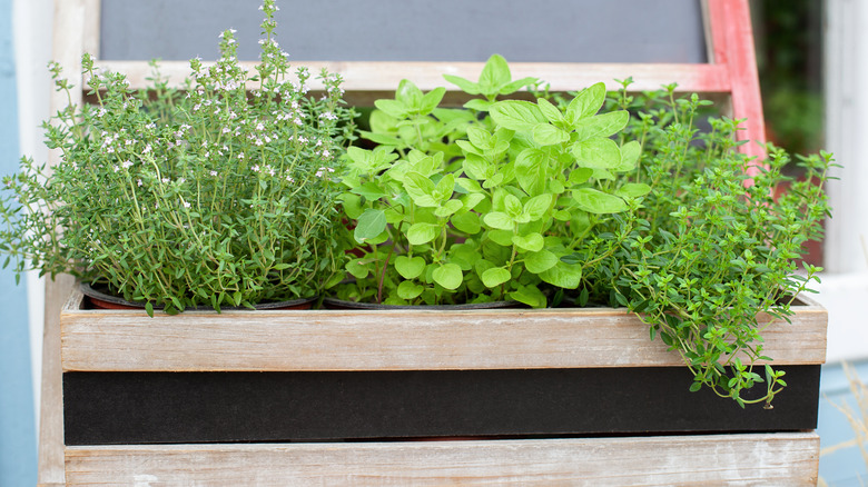 Herbs in a basket