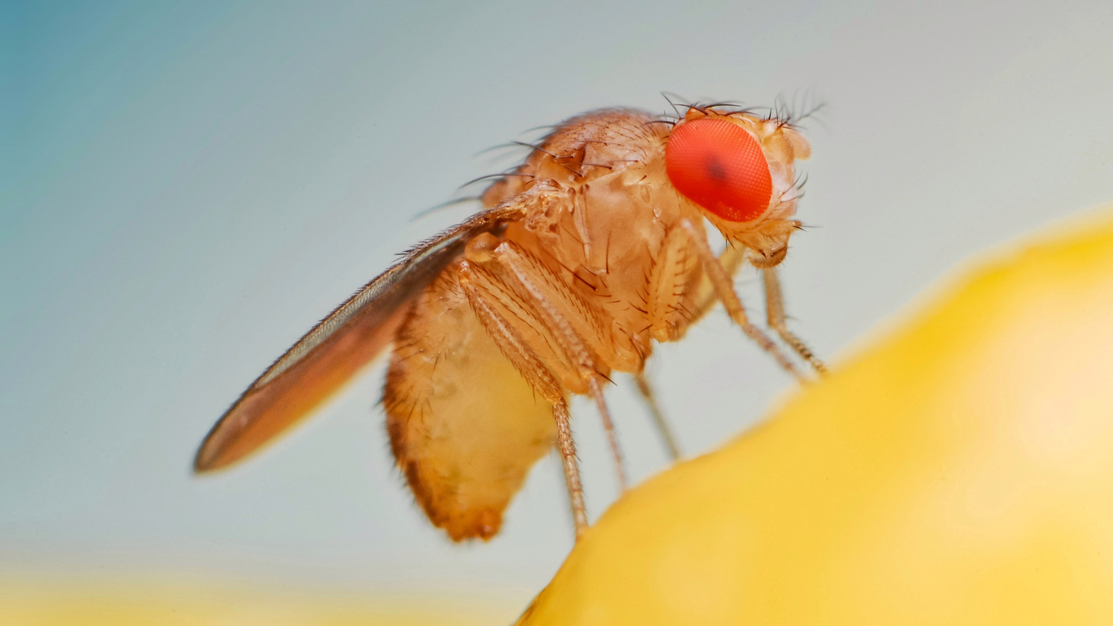 How to kill those pesky fruit flies / gnats flying around your