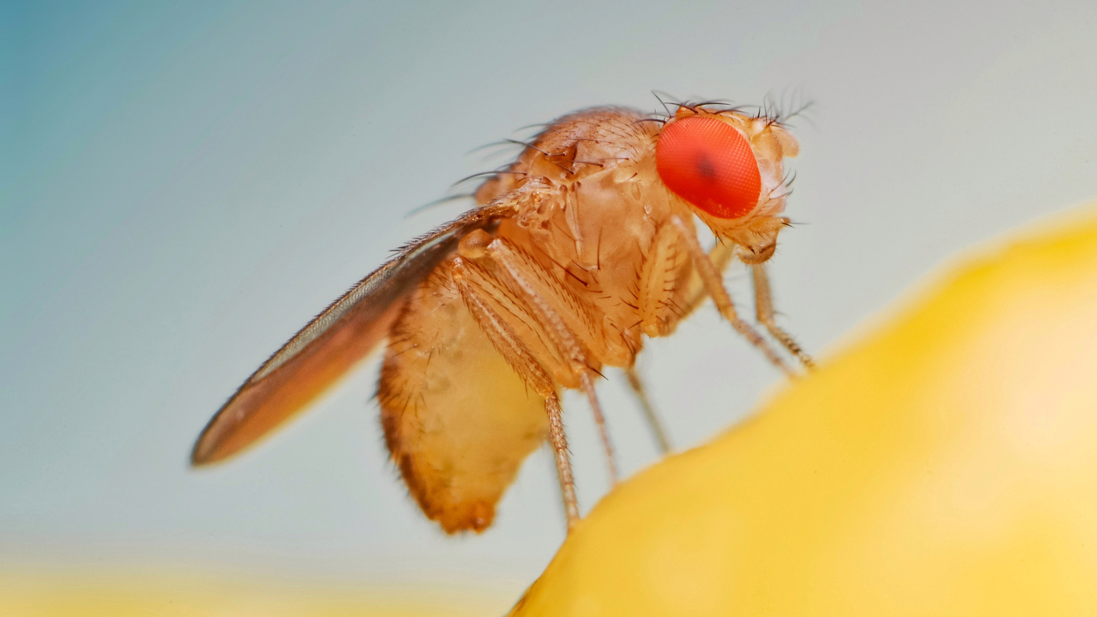 How To Get Rid Of Fruit Flies Once And For All