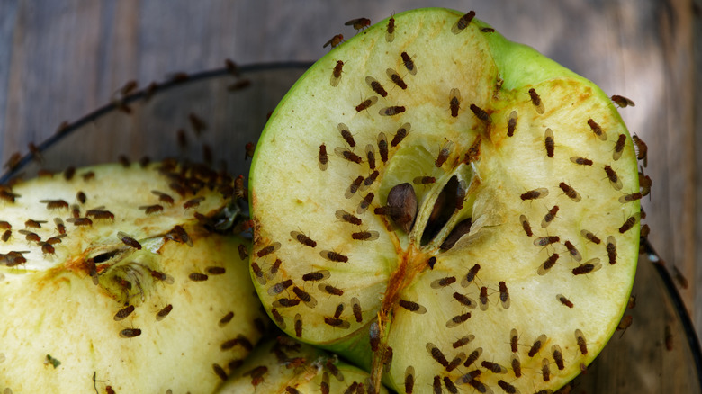 Tips for Getting Rid of and Preventing Fruit Flies - Modern Pest