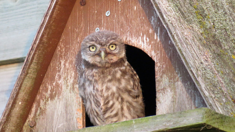 Owl in nesting box