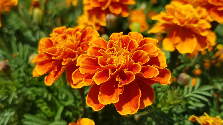 Marigold flowers