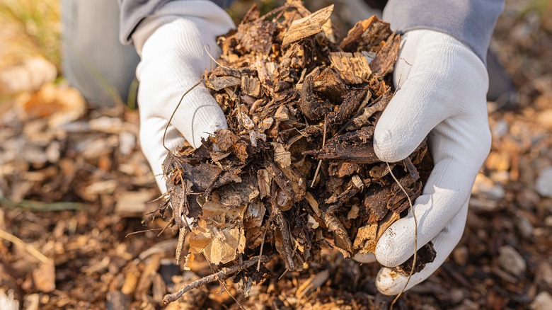 Gloved hands holding mulch