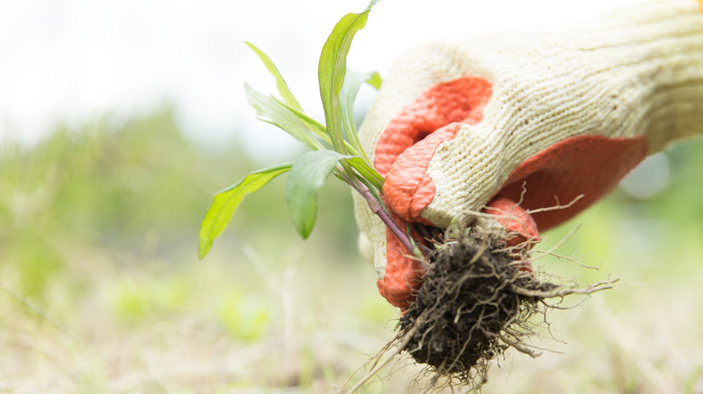 Person weeding garden by hand