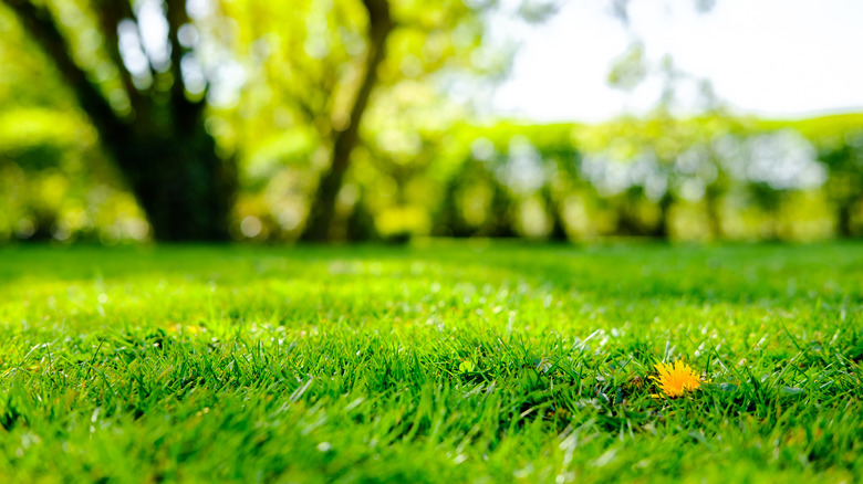 Lush green lawn