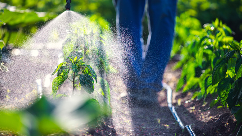 Person applying herbicide to crops