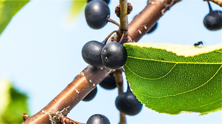 Close-up berries of buckthorn shrub