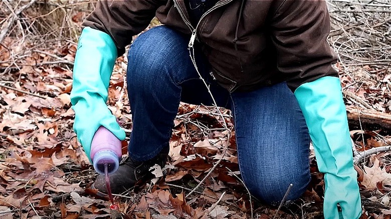 Person applying herbicide