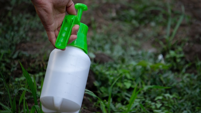 gardener target spraying weeds